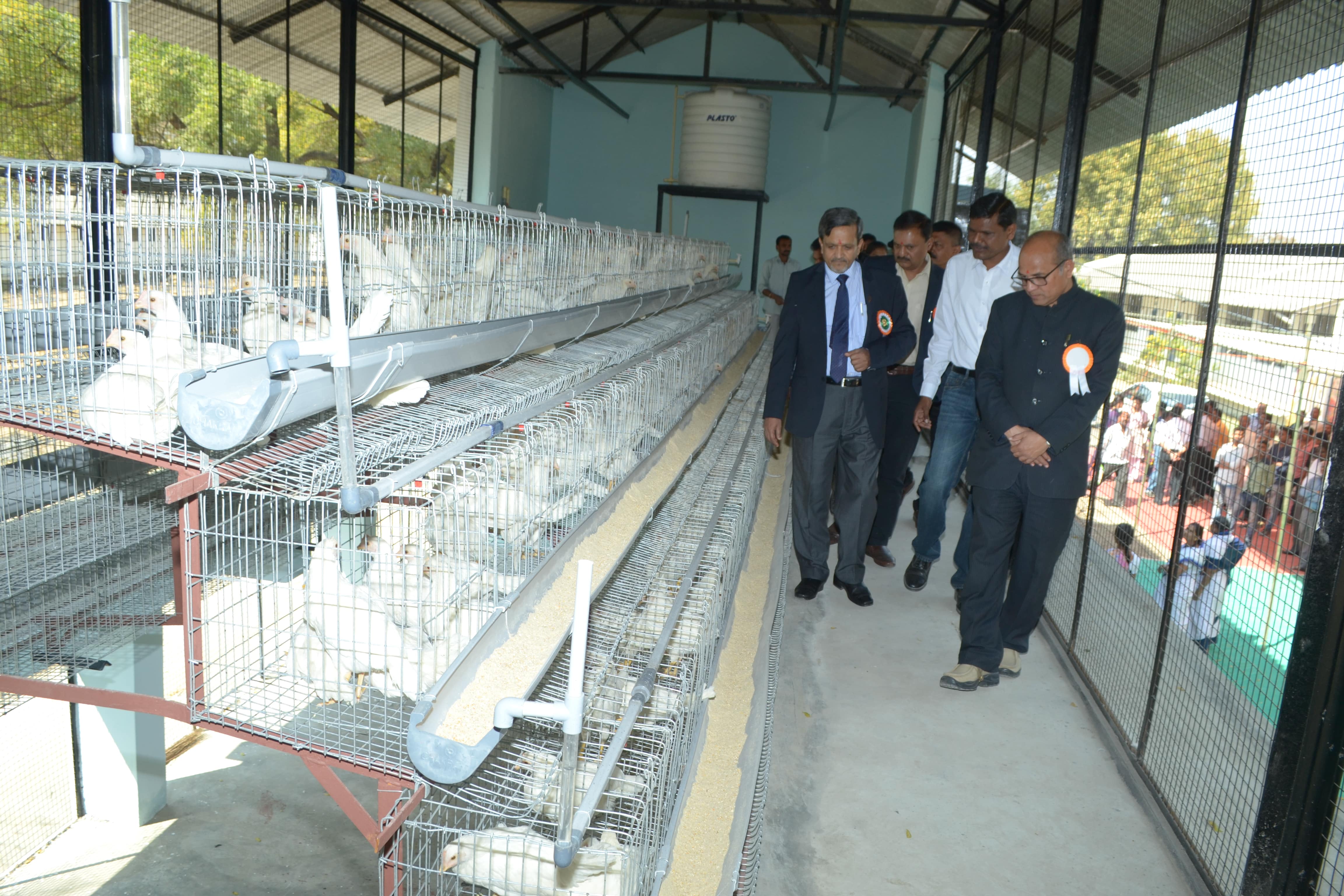 California Layer Shed Min